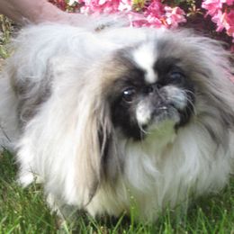 GLORIANNA - Pekingese