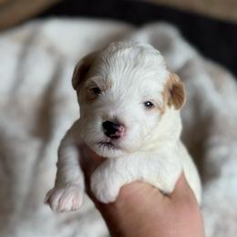 Shortcake - White male Sheepadoodle puppy in Wharton, Texas from Little Fur Friends