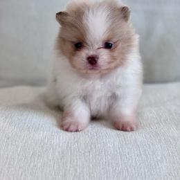 Saki - Lavender male Pomeranian puppy in Canandaigua, New York from Fingerlakes Pomeranians