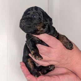 Pink Girl - phantom markings - Black female Whoodle puppy in Kalispell, Montana from Countryman Whoodles
