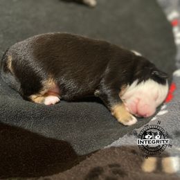 Australian Shepherd and Miniature Australian Shepherd Puppies from Integrity Aussies Tx