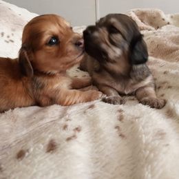 Dachshund Puppies from Em-Me's Royal 'n Loyal Dachshunds