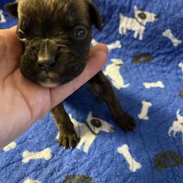Boy 4 - male Boxer puppy in Custer, South Dakota from Tracy's Boxers