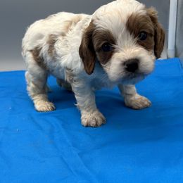 Tucker - Cream male Cavapoo puppy in Burke, New York from Patti’s Puppies