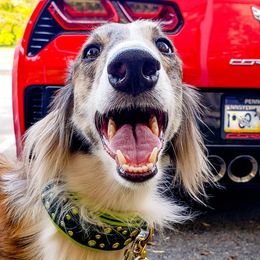 Three - Silken Windhound