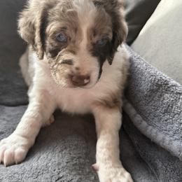 Aussiedoodle Puppies from Vali Girl Aussiedoodles
