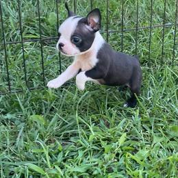 Maggie - Brindle and white female Boston Terrier puppy in Fillmore, Illinois from Wind Hill Puppies
