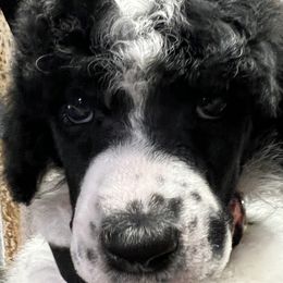 Girl 1 - Parti Poodle puppy in New Braunfels, Texas from Angelic Goldens