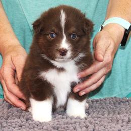 Justice - Red tri-color male Australian Shepherd puppy in Marshall, Indiana from Larkwood Australian Shepherds