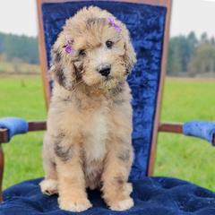 Pearl - Merle female Saint Berdoodle puppy in Battle Ground, Washington from Mad Hatter Farms Saint Berdoodles