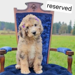 Pearl - Merle female Saint Berdoodle puppy in Battle Ground, Washington from Mad Hatter Farms Saint Berdoodles