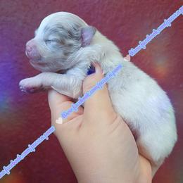 Lavender Merle Parti - Lavender male Pomeranian puppy in Albany, Oregon from Purrs N Poms