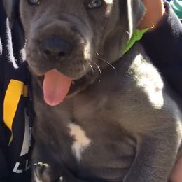 Great Dane Puppies from Blue Envy Great Danes