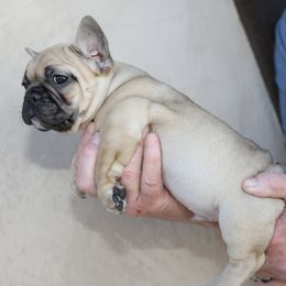 French Bulldog Puppies from Camp Fine Frenchies