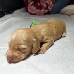 Joy - Cream female Dachshund puppy in Hazlehurst, Georgia from DrakeFire Dachshunds