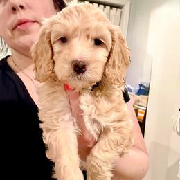 Blondie - Cream female Cockapoo puppy in Denver, Pennsylvania from Greenview Puppies