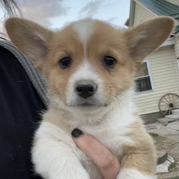 Pembroke Welsh Corgis from Byronwood Acres Farm