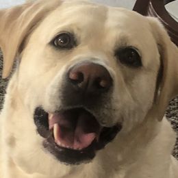 Labrador Retrievers from Cream of Carson Valley Labradors