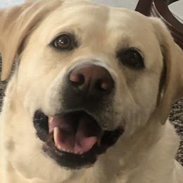 Labrador Retrievers from Cream of Carson Valley Labradors