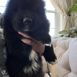 Newfoundland Puppies from Knallhart Kennels