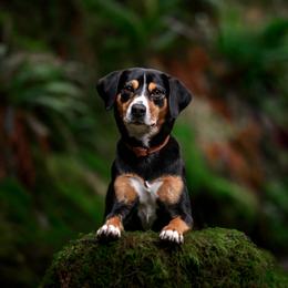 Entlebucher Mountain Dog All Grown Up from Middle Fork Entlebuchers