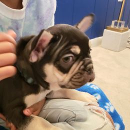 French Bulldog Puppies from Bully Snob