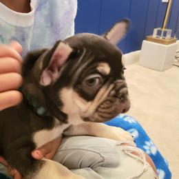French Bulldog Puppies from Bully Snob