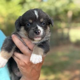 Bluie full tail - Gray and white female American Corgi puppy in Nashville, Arkansas from Whisenhunt Farms