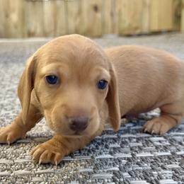 Little Red - Red male Dachshund puppy in Orlando, Florida from Weiner Wunderland of Central Florida