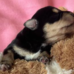 Girl  3 - Black and silver female Miniature Schnauzer puppy in Granville, Ohio from Shull Mini Schnauzers