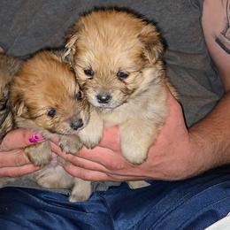 Pomeranian Puppies from Itty bitty friends