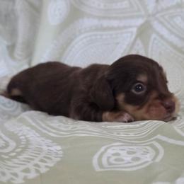 Betty 2k plus fee CKC - Chocolate and tan female Dachshund puppy in Cowen, West Virginia from Bennett Babies