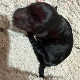 Girl 1 - Black female Goldendoodle puppy in Wittenberg, Wisconsin from Cedar River Kennel