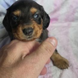 Black and tan dapple - Dapple male Dachshund puppy in Crab Orchard, Kentucky from Lucy’s legacy dachshunds