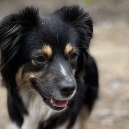 Toy Australian Shepherds from MT Ridge Aussies