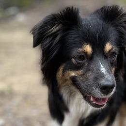 Toy Australian Shepherds from MT Ridge Aussies