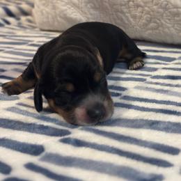 AKC Black Tan Male - Black and tan male Dachshund puppy in Summerville, South Carolina from Funk's Four-Legged Friends