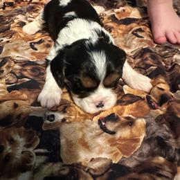 Jasmine - Tri-color female Cavalier King Charles Spaniel puppy in Broken Arrow, Oklahoma from Cavalier King Charles Heartland