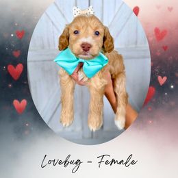Lovebug - Cream female Goldendoodle puppy in Canton, Georgia from Teddy Puppies