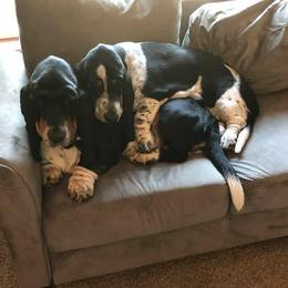 Basset Hound All Grown Up from Calabria Basset Hounds