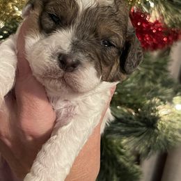 Jingle - Parti male Goldendoodle puppy in Home, Pennsylvania from Plum Creek Acres Next Generation