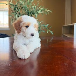 Benedict - Parti male Goldendoodle puppy in Barstow, California from Golden Desert Doodles