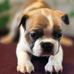 Poppy - Blue female Boston Terrier puppy in Kingsport, Tennessee from Irish Heart Bostons