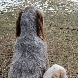 Spinone Italiano Puppies from Stella Del Nord Spinoni Italiani