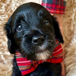 Hudson - Black male Goldendoodle puppy in Frederick, Maryland from Loving Doodles