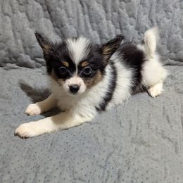 Girl 2 - White black and tan female Papillon puppy in Joshua, Texas from Summertime Kennels