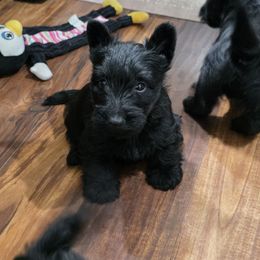 Girl 2 - Black female Scottish Terrier puppy in Seymour, Missouri from Fairview's Precious Pups