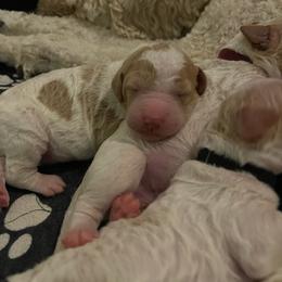 Sean - Parti male Goldendoodle puppy in Rocky Point, North Carolina from CelticDoods