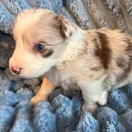 Orion - Red merle female Border Collie puppy in Mckinney, Texas from Border Collies of Ruidoso