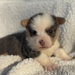 Blueberry (Bluie) - Blue female Pembroke Welsh Corgi puppy in East Oakdale, California from Rhettro Kennels